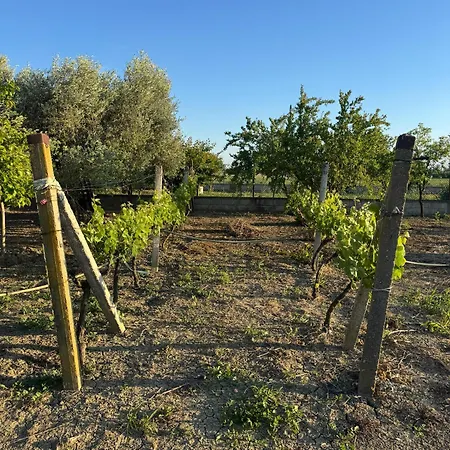 Tatil Evi Garden House - Hamallaj